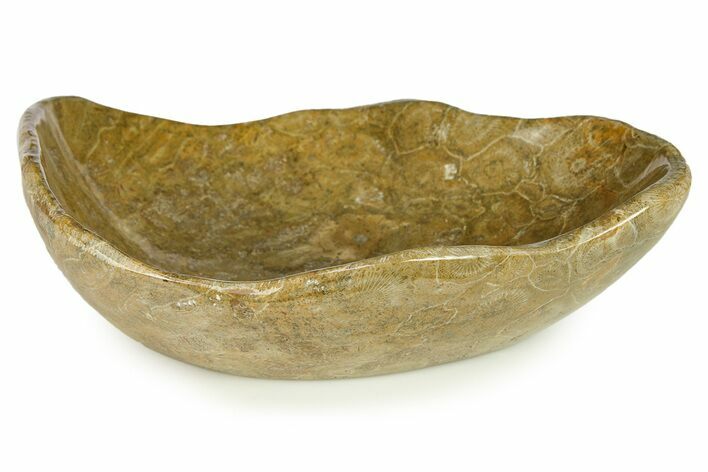 Polished Fossil Coral (Actinocyathus) Dish - Morocco #294070